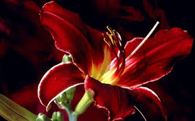 Lys rouge (auteur inconnu)