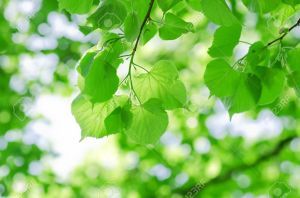 9609964-printemps-des-feuilles-sur-une-branche-d-arbre-banque-dimages